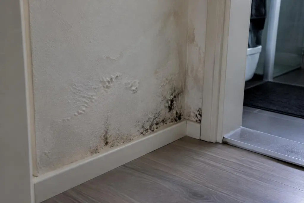 Lekdetectie Haarlem – vochtplek met schimmel op een muur
